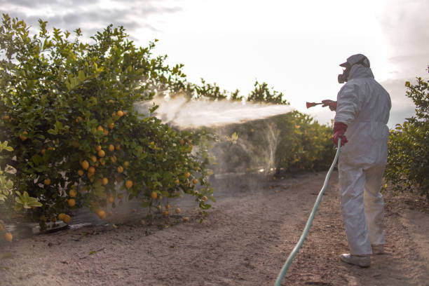 Best Mosquito Control Services  in Prairie View, TX